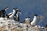 New Zealand king shag | Kawau pāteketeke. Adult stealing nesting material. Duffers Reef, Pelorus Sound, August 2017. Image © Rob Lynch by Rob Lynch.