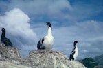 New Zealand king shag | Kawau pāteketeke. Adults and chicks on nests. Duffers Reef, Pelorus Sound, January 1962. Image © Department of Conservation (image ref: 10038241) by Colin Roderick, Department of Conservation.