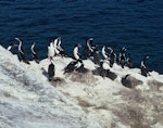 New Zealand king shag | Kawau pāteketeke. Adults and chicks at breeding colony. White Rocks, Queen Charlotte Sound, September 1963. Image © Department of Conservation (image ref: 10046973) by Colin Roderick, Department of Conservation.