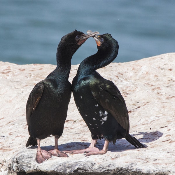 Otago shag | Matapo. Bronze morph adults. Shag Point, Otago, March 2020. Image © Oscar Thomas by Oscar Thomas.