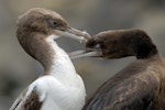 Otago shag | Matapo. Mutual preening, immature pied morph and bronze morph. Otago Harbour, April 2011. Image © Craig Mckenzie by Craig McKenzie.