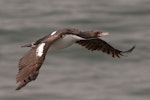 Otago shag | Matapo. Pied morph in flight. Otago Peninsula, December 2008. Image © Craig McKenzie by Craig McKenzie.