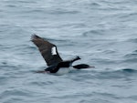 Otago shag | Matapo. Adult pied morph in flight. Otago Peninsula, November 2012. Image © Joke Baars by Joke Baars.