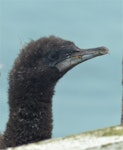 Otago shag | Matapo. Downy chick. Sumpter Wharf, Oamaru, November 2016. Image © Alan Tennyson by Alan Tennyson.