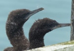 Otago shag | Matapo. Downy chicks. Sumpter Wharf, Oamaru, November 2016. Image © Alan Tennyson by Alan Tennyson.