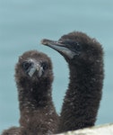 Otago shag | Matapo. Downy chicks. Sumpter Wharf, Oamaru, November 2016. Image © Alan Tennyson by Alan Tennyson.