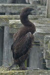 Otago shag | Matapo. Chick. Sumpter Wharf, Oamaru, November 2016. Image © Alan Tennyson by Alan Tennyson.