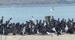 Otago shag | Matapo. Nesting colony. Sumpter Wharf, Oamaru, November 2016. Image © Alan Tennyson by Alan Tennyson.