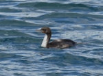 Otago shag | Matapo. Immature pied morph bird at sea. Otago Harbour, October 2019. Image © Alan Tennyson by Alan Tennyson.