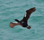 Otago shag | Matapo. Adult pied morph in flight. Aramoana Mole, Dunedin, October 2015. Image © Imogen Warren by Imogen Warren.