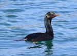 Otago shag | Matapo. Adult bronze morph swimming. Aramoana Mole, Dunedin, October 2015. Image © Imogen Warren by Imogen Warren.