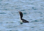 Otago shag | Matapo. Adult pied morph swallowing sand flounder. Otago Harbour, October 2019. Image © Alan Tennyson by Alan Tennyson.