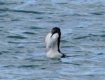 Otago shag | Matapo. Adult pied morph swallowing sand flounder. Otago Harbour, October 2019. Image © Alan Tennyson by Alan Tennyson.