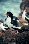 Chatham Island shag | Papua. Adult in breeding plumage on nest. Manukau Point, Chatham Island, September 1976. Image © Department of Conservation (image ref: 10035212) by Dick Veitch, Department of Conservation.