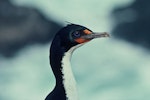 Chatham Island shag | Papua. Adult - close-up of head. Chatham Island, October 1976. Image © Department of Conservation (image ref: 10036566) by Rod Morris, Department of Conservation.