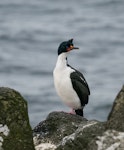 Chatham Island shag | Papua. Adult. Manukau Point, Chatham Island, October 2018. Image © Judi Lapsley Miller by Judi Lapsley Miller.