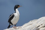 Chatham Island shag | Papua. Adult in non-breeding plumage. Waitangi West, Chatham Island, February 2022. Image © Oscar Thomas by Oscar Thomas.