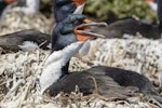 Chatham Island shag | Papua. Adult on nest. Star Keys, Chatham Islands, November 2020. Image © James Russell by James Russell.