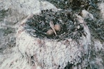 Chatham Island shag | Papua. Nest with 2 heavily stained eggs. Okawa Point, Chatham Island, October 1973. Image © Department of Conservation (image ref: 10038079) by Rod Morris, Department of Conservation.