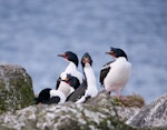 Chatham Island shag | Papua. Adults at nests. Manukau Point, Chatham Island, September 2020. Image © Denise Poyner by Denise Poyner.