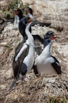 Chatham Island shag | Papua. Pair at nest. Star Keys, Chatham Islands, November 2020. Image © James Russell by James Russell.