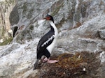 Bounty Island shag. Adult at nest site. Proclamation Island, Bounty Islands, October 2019. Image © Paul Sagar by Paul Sagar.