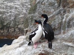 Bounty Island shag. Adult pair. Proclamation Island, Bounty Islands, October 2018. Image © Paul Sagar by Paul Sagar.