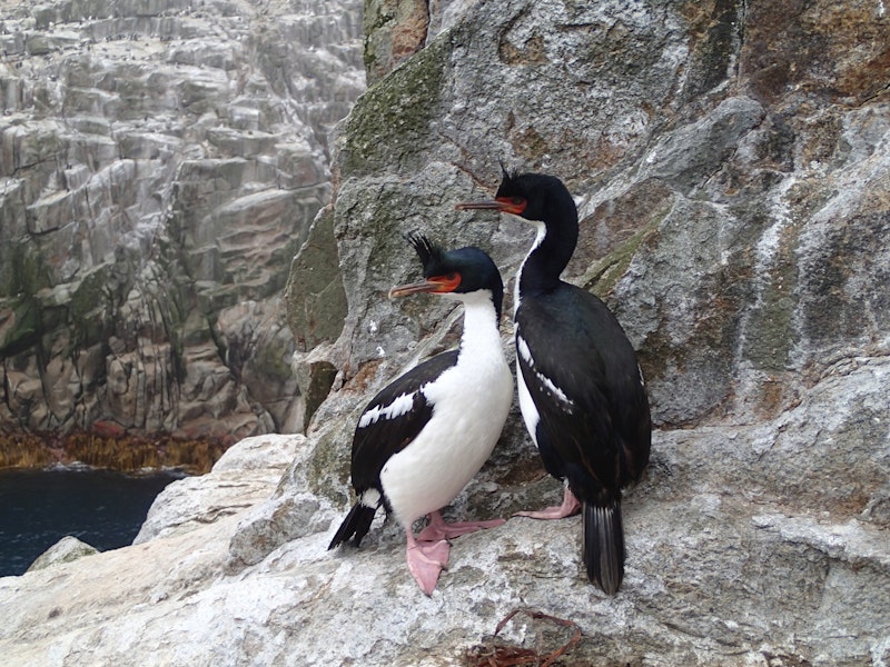 Bounty Island shag. Adult pair. Proclamation Island, Bounty Islands, October 2018. Image © Paul Sagar by Paul Sagar.