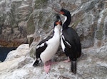 Bounty Island shag. Adult pair. Proclamation Island, Bounty Islands, October 2018. Image © Paul Sagar by Paul Sagar.