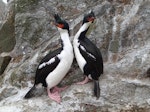 Bounty Island shag. Adult pair. Proclamation Island, Bounty Islands, October 2018. Image © Paul Sagar by Paul Sagar.