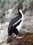 Bounty Island shag. Adult at nest site. Proclamation Island, Bounty Islands, October 2019. Image © Paul Sagar by Paul Sagar.