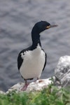 Auckland Island shag | Kawau o Motu Maha. Adult with dark throat. Ewing Island, Auckland Islands, January 2018. Image © Colin Miskelly by Colin Miskelly.