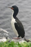 Auckland Island shag | Kawau o Motu Maha. Adult with white throat. Ewing Island, Auckland Islands, January 2018. Image © Colin Miskelly by Colin Miskelly.