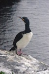 Auckland Island shag | Kawau o Motu Maha. Adult with dark throat. Ewing Island, Auckland Islands, January 2018. Image © Colin Miskelly by Colin Miskelly.