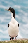 Auckland Island shag | Kawau o Motu Maha. Adult - non-breeding. Enderby Island, Auckland Islands, January 2010. Image © John Woods by John Woods.