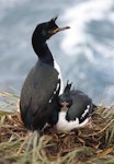 Auckland Island shag | Kawau o Motu Maha. Pair at nest. Ewing Island, Auckland Islands, November 2009. Image © Kate Beer by Kate Beer.