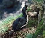 Auckland Island shag | Kawau o Motu Maha. Adult female on nest. Enderby Island, Auckland Islands, November 1978. Image © Department of Conservation (image ref: 10035034) by John Kendrick, Department of Conservation.