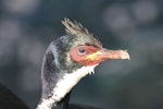 Auckland Island shag | Kawau o Motu Maha. Adult male - close-up of head. Enderby Island, Auckland Islands, December 2006. Image © Andrew Maloney by Andrew Maloney.