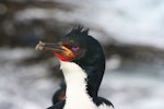 Auckland Island shag | Kawau o Motu Maha. Adult male - close-up of head. Enderby Island, Auckland Islands, December 2006. Image © Andrew Maloney by Andrew Maloney.