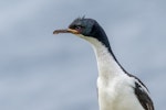 Auckland Island shag | Kawau o Motu Maha. Adult portrait. Enderby Island, Auckland Islands, December 2015. Image © Edin Whitehead by Edin Whitehead.