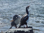 Auckland Island shag | Kawau o Motu Maha. Adults on rock. South West Cape, Auckland Island, February 2006. Image © Graeme Taylor by Graeme Taylor.