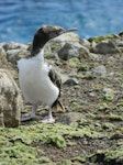 Auckland Island shag | Kawau o Motu Maha. Immature. Enderby Island, Auckland Islands, December 2011. Image © Nicholas Allen by Nicholas Allen.