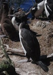 Auckland Island shag | Kawau o Motu Maha. Fledgling. Enderby Island, Auckland Islands, January 2018. Image © Colin Miskelly by Colin Miskelly.