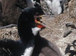 Auckland Island shag | Kawau o Motu Maha. Adult gaping. Enderby Island, Auckland Islands, January 2018. Image © Colin Miskelly by Colin Miskelly.