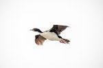 Auckland Island shag | Kawau o Motu Maha. Adult in flight. Enderby Island, Auckland Islands, December 2015. Image © Edin Whitehead by Edin Whitehead.