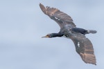 Auckland Island shag | Kawau o Motu Maha. Adult in flight. Enderby Island, Auckland Islands, January 2016. Image © Tony Whitehead by Tony Whitehead.