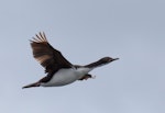 Auckland Island shag | Kawau o Motu Maha. Adult in flight. Enderby Island, Auckland Islands, November 2011. Image © Sonja Ross by Sonja Ross.