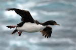 Auckland Island shag | Kawau o Motu Maha. Adult in flight. Enderby Island, Auckland Islands, February 2008. Image © Craig McKenzie by Craig McKenzie.