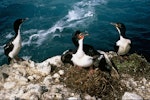 Auckland Island shag | Kawau o Motu Maha. Adults on nests. Enderby Island, Auckland Islands, February 1988. Image © Department of Conservation (image ref: 10038549) by Graeme Taylor, Department of Conservation.