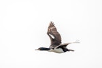 Auckland Island shag | Kawau o Motu Maha. Adult in flight. Enderby Island, Auckland Islands, December 2015. Image © Edin Whitehead by Edin Whitehead.